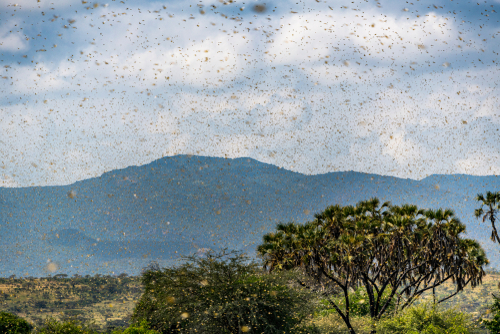 Artificial intelligence helps African farmers fight locusts